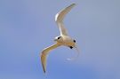 White-tailed Tropicbird, Azores 15th of October 2011 Photo: Eric Didner
