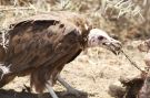 Hooded Vulture, Subadult, Ethiopia 21st of April 2011 Photo: Thomas Varto Nielsen