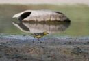 Citrine Wagtail, - upon a turtle feast, India 15th of January 2011 Photo: Ole Zoltan Göller