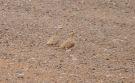 Spotted Sandgrouse, Morocco 2011 Photo: Brahim Mezane