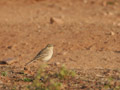 Tawny Pipit, India 13th of January 2011 Photo: Ole Zoltan Göller
