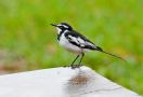African Pied Wagtail, Ghana 31st of May 2011 Photo: Gert Jeppesen