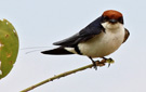Wire-tailed Swallow, Kenya 4th of July 2011 Photo: Hans Henrik Larsen