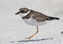 Semipalmated Plover, USA 30th of September 2011 Photo: Johannes Rydström