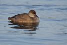 Red-crested Pochard, Denmark 10th of December 2011 Photo: Keith Fox