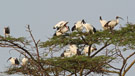 Hellig Ibis, Kenya 29. juni 2011 Foto: Hans Henrik Larsen