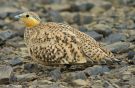 Spotted Sandgrouse, Morocco 6th of April 2009 Photo: Peter Zeller