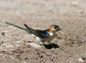 Red-rumped Swallow, Kyrgyzstan 7th of July 2006 Photo: Michael Westerbjerg Andersen