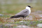 Long-tailed Jaeger, Adult, Norway 30th of July 2011 Photo: Jakob Hochuli
