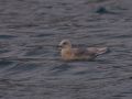 Iceland Gull, Faeroes Islands 30th of December 2011 Photo: Silas K.K. Olofson