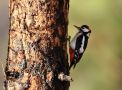 Great Spotted Woodpecker, Spain 27th of December 2011 Photo: Thomas Kehlet