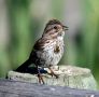 Song Sparrow, Canada 2008 Photo: Jan  Helbo
