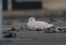 Iceland Gull, 2cy, Sweden 4th of January 2012 Photo: David Erterius