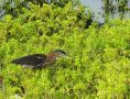 Green Heron, Colombia 25th of October 2011 Photo: Jens Thalund