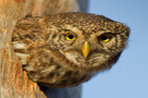 Eurasian Pygmy Owl, Denmark 10th of January 2012 Photo: Johnny Salomonsson