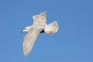 Iceland Gull, 3K, Denmark 13th of January 2012 Photo: Anders Østerby