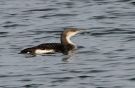Black-throated Loon, 2cy, Denmark 4th of January 2012 Photo: Per Poulsen