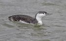 Red-throated Loon, Sweden 12th of January 2012 Photo: Ronny Hans Ingemar Svensson