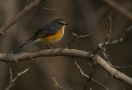 Red-flanked Bluetail, Han, China 9th of January 2012 Photo: Peter Bonne Eriksen