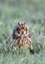 Short-eared Owl, Denmark 13th of January 2012 Photo: Allan Gudio Nielsen