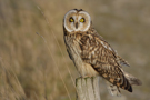 Short-eared Owl, Netherlands 6th of January 2012 Photo: Arie Ouwerkerk