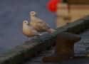 Iceland Gull, 3cy with 3cy Glaucous Gull, Faeroes Islands 14th of January 2012 Photo: Silas K.K. Olofson