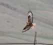 Long-legged Buzzard, In action, Turkey 14th of May 2011 Photo: David Andersson