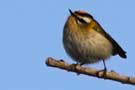 Common Firecrest, Sweden 26th of January 2010 Photo: Tommy Holmgren