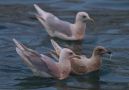 Iceland Gull, Two Kumlien's Gulls, Faeroes Islands 20th of January 2012 Photo: Silas K.K. Olofson