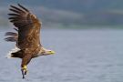 White-tailed Eagle, Adult, Norway 8th of July 2011 Photo: Henrik Just