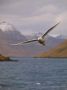 Iceland Gull, Faeroes Islands 30th of January 2012 Photo: Silas K.K. Olofson