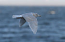 Iceland Gull, 3rd winter (4cy), Sweden 30th of January 2012 Photo: David Erterius