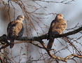 Eurasian Collared Dove, Denmark 4th of February 2012 Photo: Hans Henrik Larsen