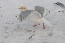 Glaucous-winged Gull, Denmark 5th of February 2012 Photo: Svend Rønnest