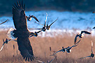White-tailed Eagle, Drama i mosen, Denmark 5th of February 2012 Photo: Hans Staunstrup