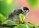Eurasian Tree Sparrow, Juvenil, Denmark May 2011 Photo: Jan  Helbo