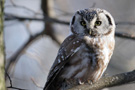 Boreal Owl, Sweden 2nd of February 2012 Photo: Stefan Hage