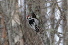 White-backed Woodpecker, 2cy male, Sweden 15th of February 2012 Photo: David Erterius