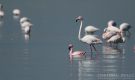 Lesser Flamingo, Kuwait February 2012 Photo: Mathieu Bally