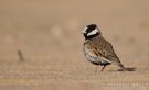 Black-crowned Sparrow-lark, Kuwait 3rd of February 2012 Photo: Mathieu Bally