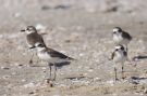 Greater Sand Plover, Thailand 18th of January 2012 Photo: Arne Kiis