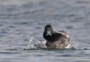 Greater Scaup, Male, Sweden 25th of February 2012 Photo: Tomas Lundquist