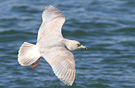Hvidvinget Måge, 4cy Kumlien's Gull, Danmark 3. marts 2012 Foto: Niels Behrendt