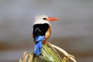 Grey-headed Kingfisher, Cape Verde 2nd of March 2012 Photo: Eric Didner