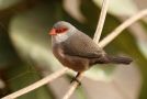 Common Waxbill, Cape Verde 4th of March 2012 Photo: Eric Didner