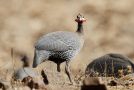 Helmeted Guineafowl, ssp.?, Cape Verde 2nd of March 2012 Photo: Eric Didner