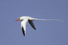 Red-billed Tropicbird, Cape Verde 27th of February 2012 Photo: Eric Didner