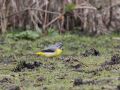 Grey Wagtail, Denmark 20th of March 2012 Photo: Dennis Olsen