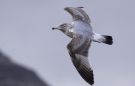 European Herring Gull, 3k / 3cy, Faeroes Islands 9th of March 2012 Photo: Klaus Malling Olsen