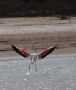 Greater Flamingo, Morocco 17th of March 2012 Photo: Mikkel Holck